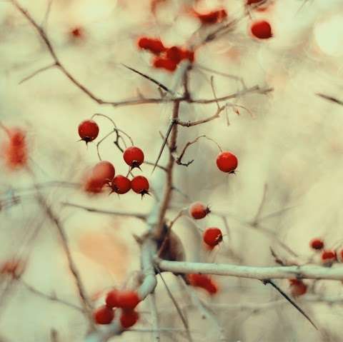 Photo: Nicola Pilon Naturopath Photo: Nicola Pilon Naturopath